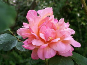 rose in my garden - lean in and breathe in - you may just smell it! 